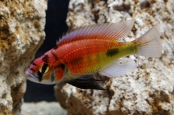 Haplochromis 