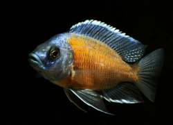 Haplochromis borleyi yelow fin