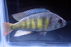 Haplochromis brownae