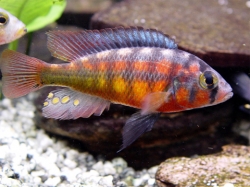 Haplochromis cribensis