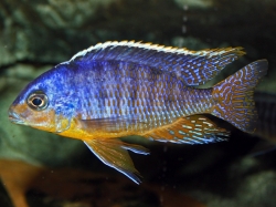 Haplochromis fenestratus eastern