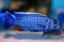 Haplochromis fryeri