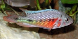 Haplochromis nyererei Red Flank