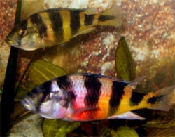 Haplochromis obliquidens zebra