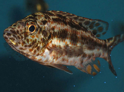 Haplochromis polystigma 4 - 5 cm