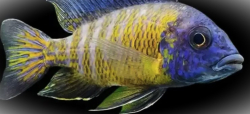 Haplochromis steveni