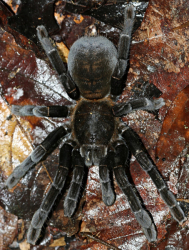 Haplopelma doriae