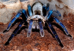 Haplopelma lividum