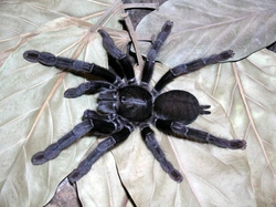 Haplopelma sp. Black