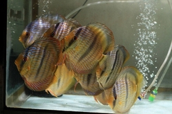Symphysodon discus "Heckel cross Yellow Mari Mari" WILD XXL