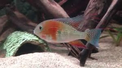 Acarichthys heckelii Wild Manaus M