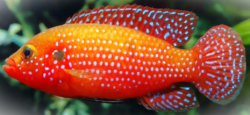 Hemichromis bimaculatus