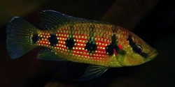 Hemichromis elongatus "Minna Niger" Wild XL