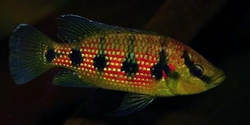 Hemichromis elongatus "Minna Niger" Wild L