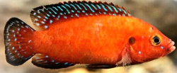 Hemichromis exsul
