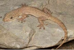 Hemidactylus frenatus