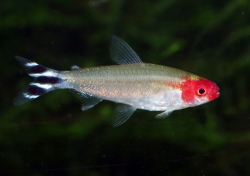 Hemigrammus bleheri 