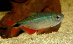 Hemigrammus caudovittatus