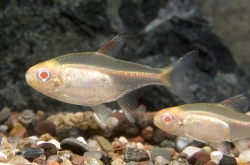 Hemigrammus erythrozonus Albino  