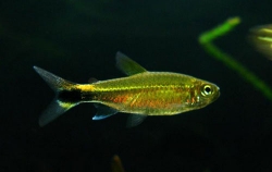 Hemigrammus sp. Affinis Hyanuari  