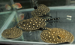 Potamotrygon henlei hybrid