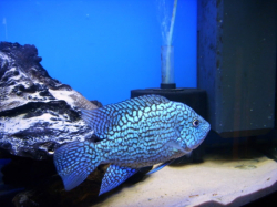 Herichthys carpintis Escondido L 