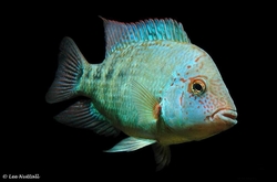 Herichthys deppi "Nautla Cichlid" German Breed M