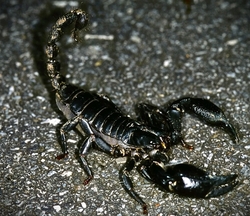 Heterometrus spinifer - Veleštír trnitý