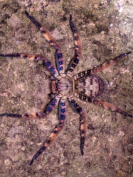 Heteropoda lunula