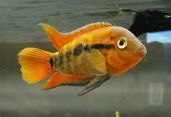 Heterotilapia multispinosa Orange M 