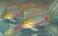 Apistogramma hongsloi