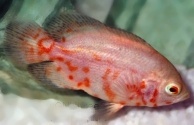 Astronotus ocellatus-Color- Hot Pink 6-7 cm