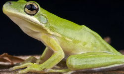 Hyla cinerea