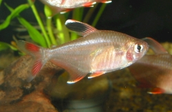 Hyphessobrycon bentosi /ornatus/