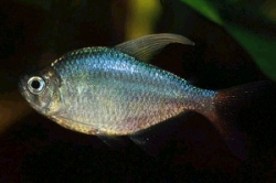 Hyphessobrycon ecuadoriensis