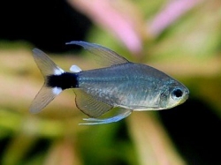 Hyphessobrycon elachys