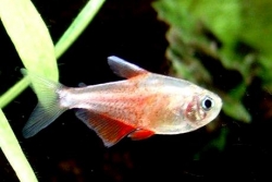 Hyphessobrycon flammeus diamant