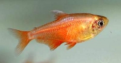 Hyphessobrycon flammeus orange