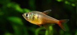 Hyphessobrycon flammeus yellow