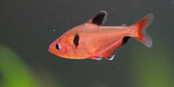 Hyphessobrycon serpae  