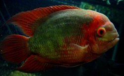 Hypselacara crassa/temporale  