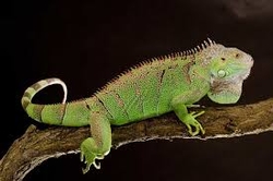 Iguana iguana