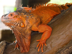 Iguana iguana Red