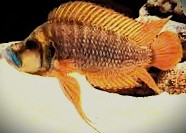 Altolamprologus compressiceps red fin kagunga