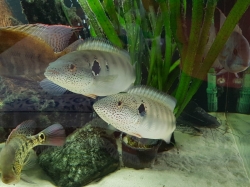 Crenicichla lenticulata Wild 