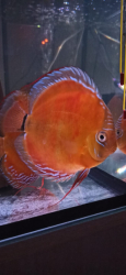 Symphysodon axelrodi "Lake Turere Rose/Red x Paraconi solid red" F1 odchov S
