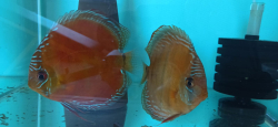 Symphysodon axelrodi "Lake Turere Rose/Red x Paraconi solid red" F1 odchov S