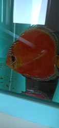 Symphysodon axelrodi "Lake Turere Rose/Red x Paraconi solid red" F1 odchov S