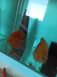Symphysodon axelrodi "Lake Turere Rose/Red x Paraconi solid red" F1 odchov S