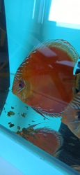 Symphysodon axelrodi "Lake Turere Rose/Red x Paraconi solid red" F1 odchov S